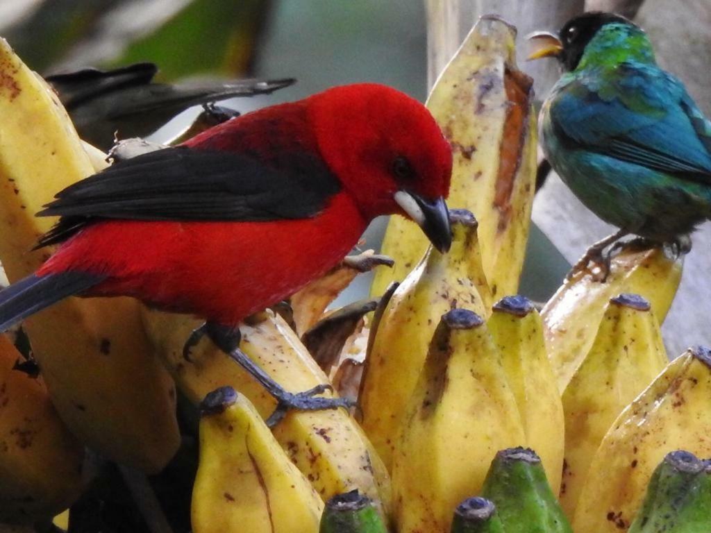 パラチ Chale Rio Dos Merosヴィラ エクステリア 写真
