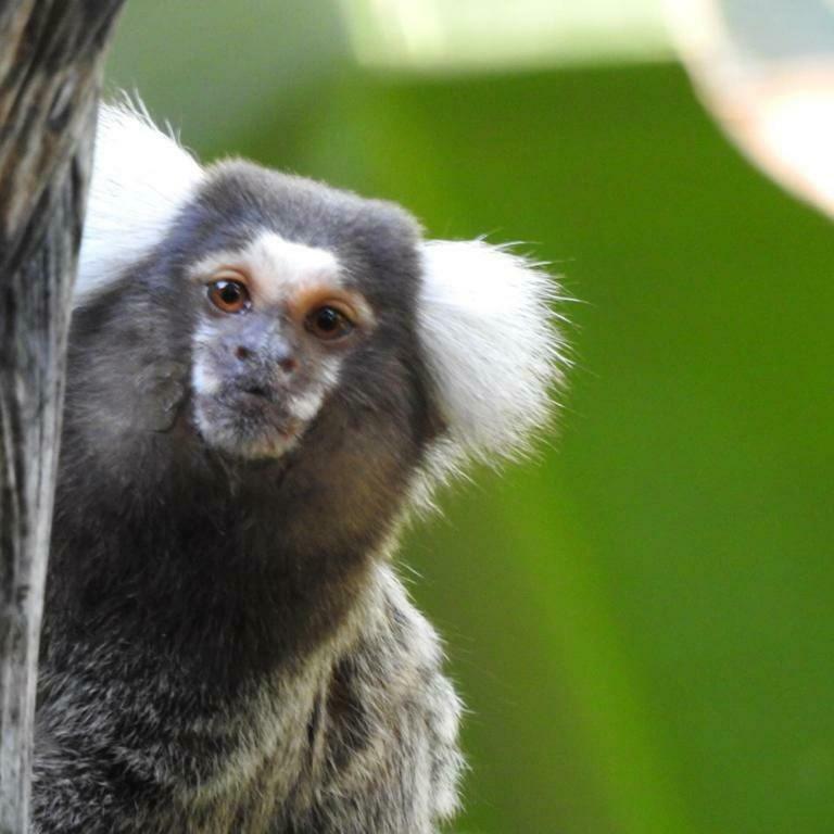 パラチ Chale Rio Dos Merosヴィラ エクステリア 写真