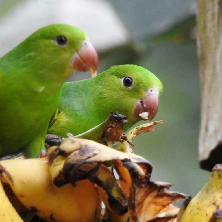 パラチ Chale Rio Dos Merosヴィラ エクステリア 写真