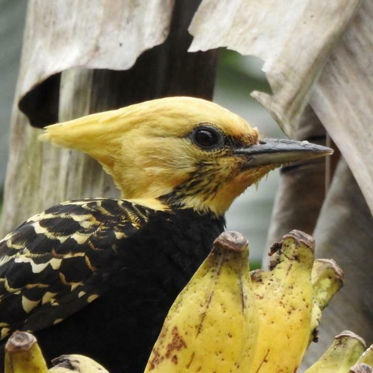 パラチ Chale Rio Dos Merosヴィラ エクステリア 写真